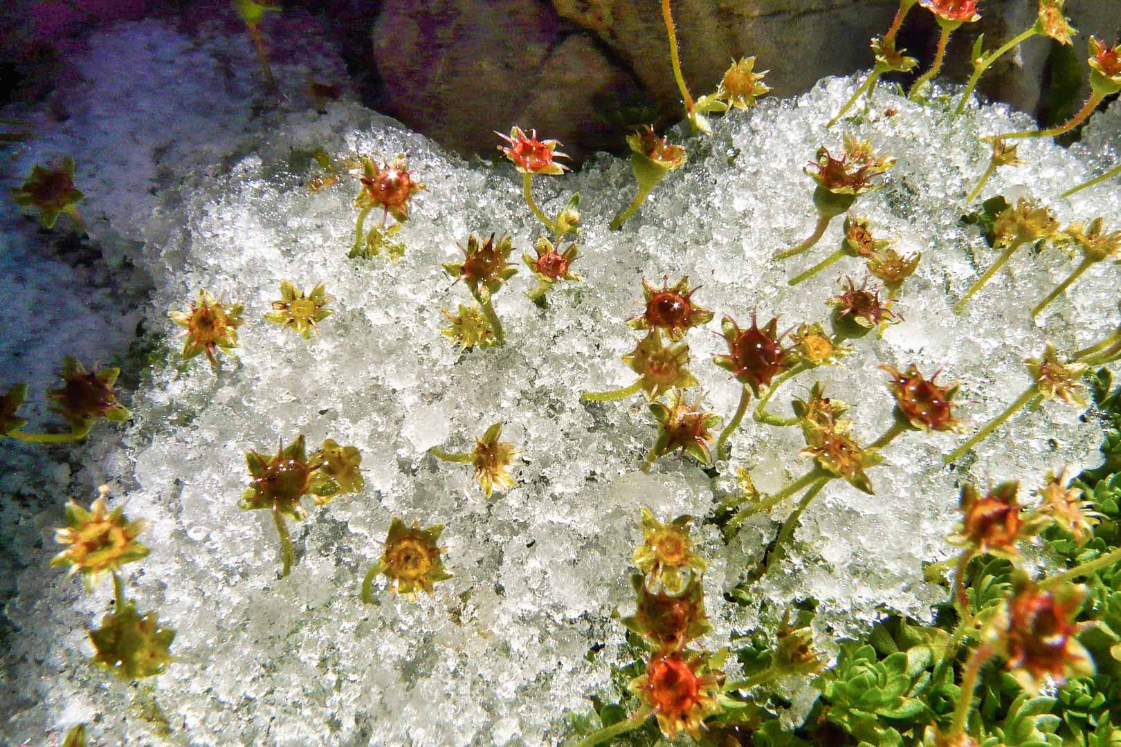 194-fiori-ghiaccio